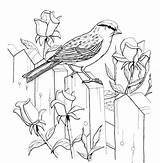 Sparrow Coloring Chipping Pages Roses Kids Bird Sparrows Printable Adult Supercoloring Older Colorear Dibujos Para Colouring Books Drawings Drawing Visit sketch template