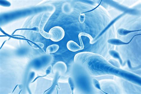 dramatic decline in western sperm counts over past 40 years