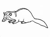 Musang Badger Weasel Mewarnai Realistic Lembar Coloringbay Dibawah Kitten Lemur Praying Mantis Bison sketch template