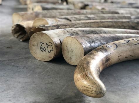 singapore   biggest  illegal ivory seizure