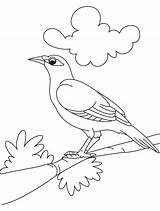 Coloring Myna Bird Cute Pages Popular sketch template
