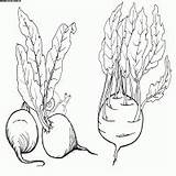 Plants Vegetables Kohlrabi Beet Colorator Pages Coloring sketch template