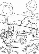 Coloring Pond Pages Trees Kind Duck Flowers Plants Cute Duckling Drawing Bushes Swim Little Getcolorings Kids Summer Getdrawings Printable Around sketch template