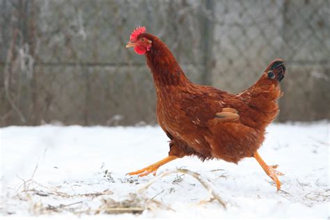 prepare  poultry  winter