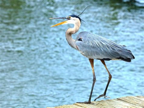 Wildlife Photos Great Blue Heron Spotted Near Bubba’s Seafood The