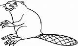 Castor Beaver Dibujos Bóbr Kolorowanka Kolorowanki Bobry 1638 Beavers Castores Coloriageetdessins Mignon Recomendamos Quer Participar Coloriages Vecteur sketch template
