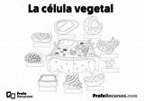 Celula Vegetal Anatomia sketch template