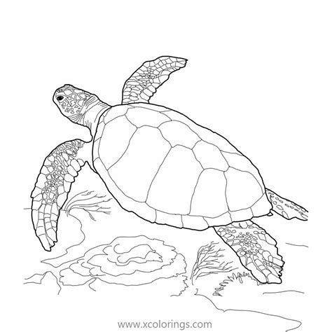 green sea turtle coloring pages xcoloringscom
