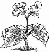 Begonia Begonie Desenhar Flor Designlooter Hibiscus Ausmalbild 4vector sketch template