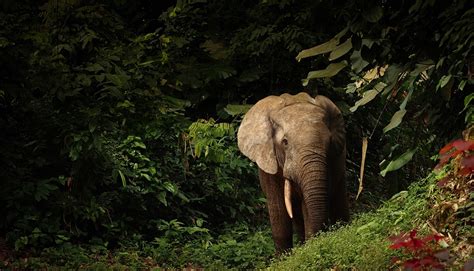 New Endangered And Critically Endangered Status For African Elephants
