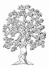 Kleurplaat Bloesems Dogwood Flowering Adults Domain sketch template