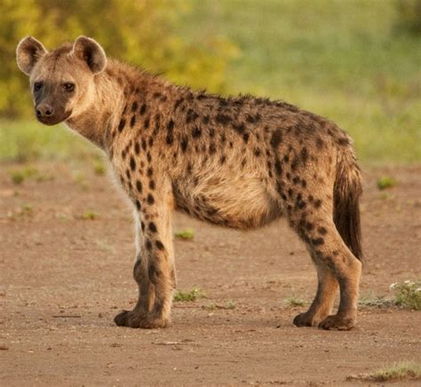 amazing facts  spotted hyenas onekindplanet animal education