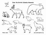 Coloring Animals Pages Mammals Animal Tundra Drawing Woodland Washington State Forest Color Drawings Pond Creatures British Columbia Canadian Getdrawings Habitats sketch template