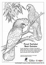 Cockatoo Coloring Glossy Red Tailed Drawings Carnaby Designlooter Schools Resources 92kb 700px Artwork sketch template