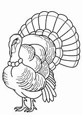 Coloring Turkey Feather Pages Popular Printable sketch template