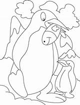 Penguin Coloring Pages Penguins Fish Easy Kids Feeding Kid Mother Her Eat Cute Head Coloringkidz Winter Color Popular Kaynak Template sketch template