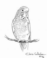 Budgie Coloring Pages Budgerigar Parakeet Bird Drawings Illustration Animal Birds Flickr Template Sketch Templates Getdrawings 1024px 22kb sketch template