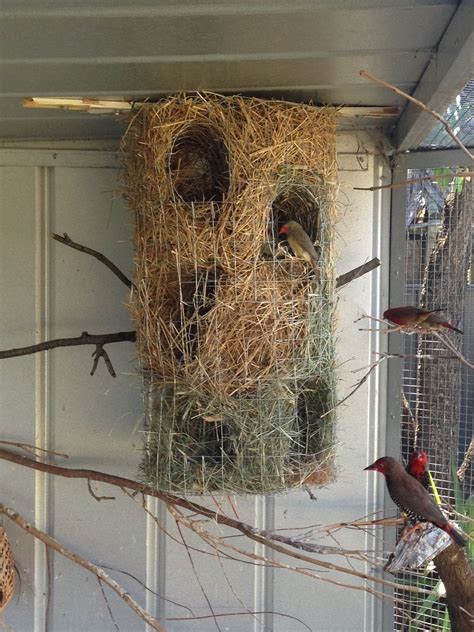wire container nest finch nests finches bird bird aviary bird cage decor