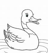 Duck Coloring Pages Printable Cute Duckling Cool2bkids Realistic Kids Baby Drawing Rubber Color Ugly Duckie Getcolorings Template Mallard Print Getdrawings sketch template