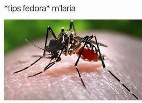 the best mosquito memes memedroid