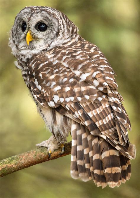 hoot dat  guide  louisiana owls covington weekly