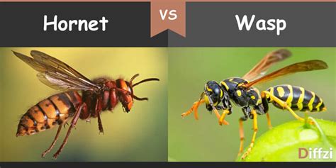Hornet Vs Wasp Idistracted