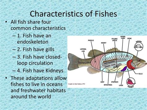 introduction  fishes powerpoint    id