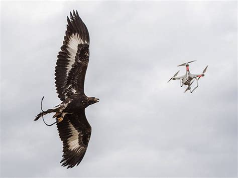 eagle  drone drone photography talk forum forum digital photography review