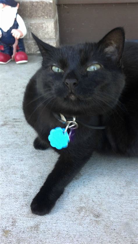 toothless sassy black cat cats