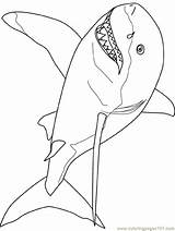 Shark Coloring Pages Great Printable Kids Template Print Color Drawing Outline Fish Cool Simple Colouring Templates Animals Tale Really Popular sketch template