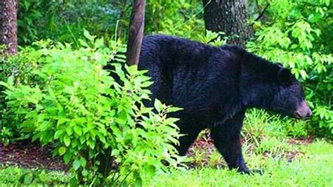 fwc group posted videos of black bears being attacked to