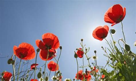 top 10 facts about poppies uk