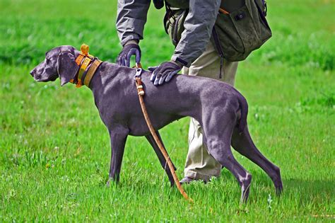 popular pointer dog breeds  bird hunting gearjunkie
