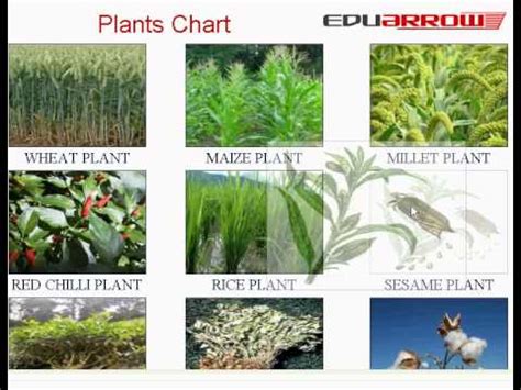 plants chart learn plant names youtube