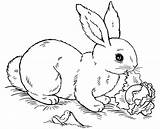 Bunny Coloring Rabbit Pages Realistic Bestcoloringpagesforkids Prefer Found If sketch template
