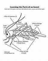 Insect Parts Diagram Color Insects Coloring Grades sketch template