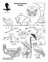 Prairie Wildlife Habitats Coloringnature Clipartkey Ecosystem sketch template