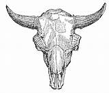 Skull Buffalo Drawing Bison Getdrawings Skulls sketch template