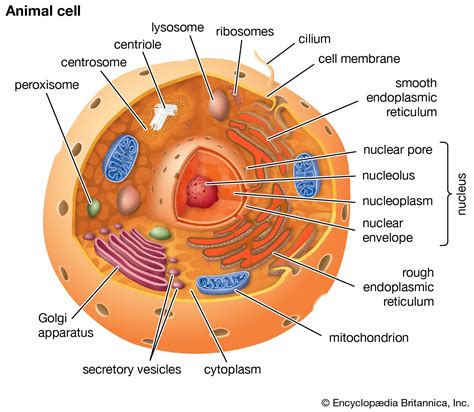 label eukaryotic cell labels design ideas