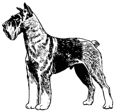 coloring page schnauzer img  animals terrier dogs schnauzer