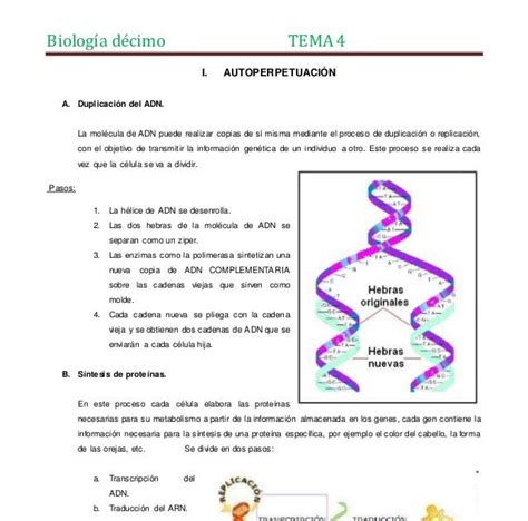 cuales son las grandes fases del ciclo celular compartir celular