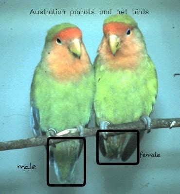 australian parrots  pet birds determining  gender  love birds
