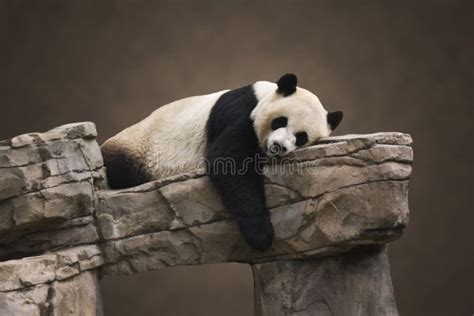 black  white panda bear resting   rock wall   head   edge