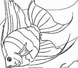 Coloring Pages Tuna Getcolorings sketch template