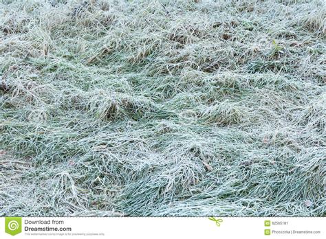 green grass covered  frost stock image image  chilling design