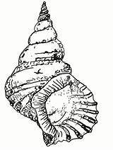 Coloring Seashell Shell Drawing Pages Conch Sea Printable Draw Kids Clipart Seashells Beach Snail Line Cliparts Sheets Book Simple Shells sketch template