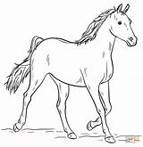 Coloring Horse Pages Arabian Grey Printable Drawing sketch template