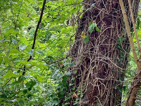 fighting climate change  vine covered tree   time maryland matters