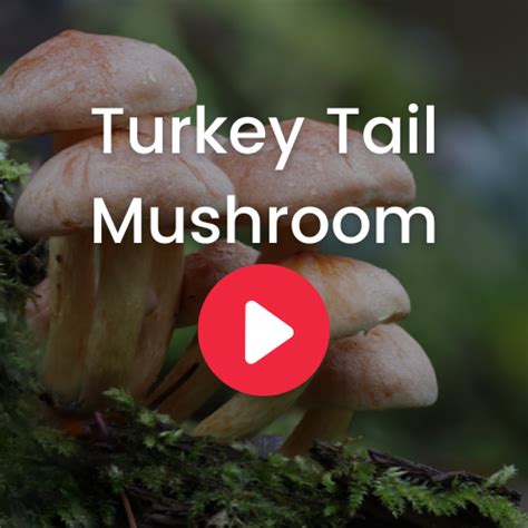 turkey tail mushroom ecuadorian rainforest llc