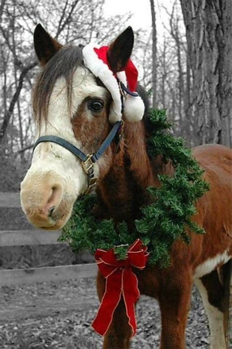 merry christmas christmas horses horse costumes christmas animals